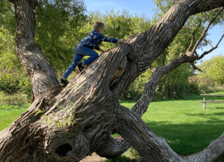 boy climbing tree. 1000 hours outside. Des Moines Mom