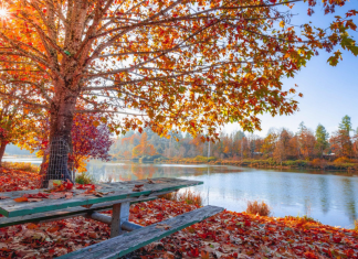 fall leaves and lake