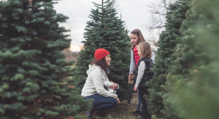 Christmas tree farms Des Moines