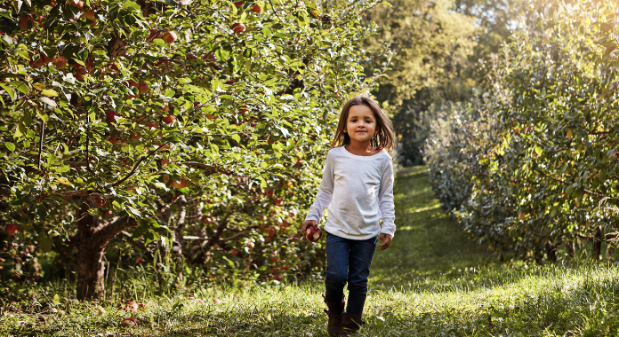 APPLE ORCHARD GUIDE