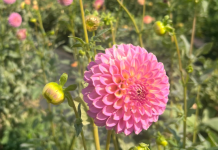 Flower Farms Near Des Moines